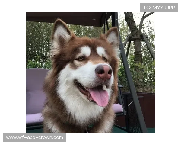 扎克拉文家的狗都比我会花钱